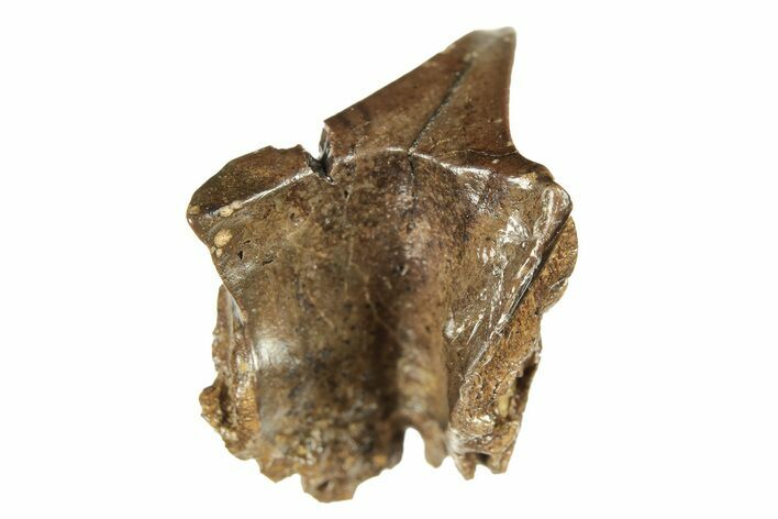 Dinosaur (Triceratops) Tooth - Wyoming #265815